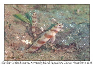 Slantbar Shrimpgoby