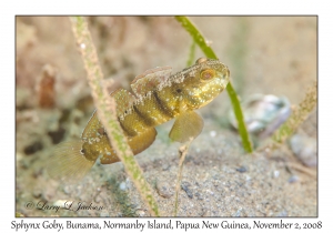 Sphynx Goby