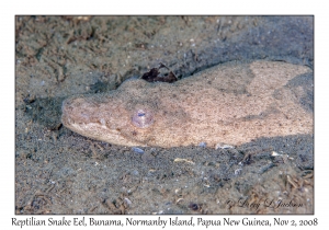 Reptilian Snake Eel