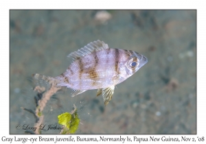 Gray Large-eye Bream juvenile