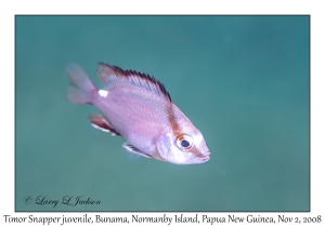 Timor Snapper juvenile