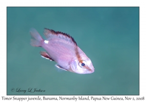 Timor Snapper juvenile