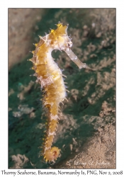 Thorny Seahorse