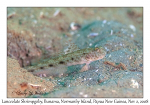 Lanceolate Shrimpgoby