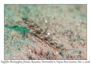 Highfin Shrimpgoby female