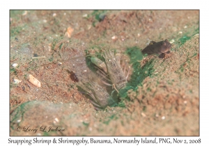 Snapping Shrimp & Shrimpgoby