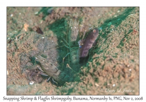 Snapping Shrimp & Flagfin Shrimpgoby