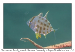 Blackbanded Trevally juvenile