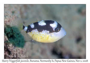 Starry Triggerfish juvenile