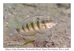 Sphynx Goby