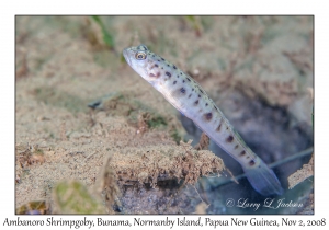 Ambanoro Shrimpgoby