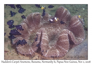 Haddon's Carpet Anemone