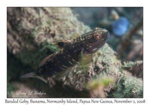 Banded Goby variation