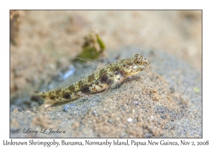 Unknown Shrimpgoby