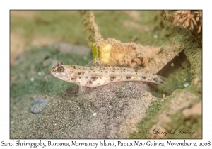 Sand Shrimpgoby