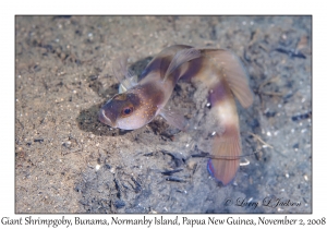 Giant Shrimpgoby