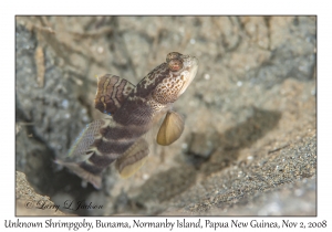 Unknown Shrimpgoby