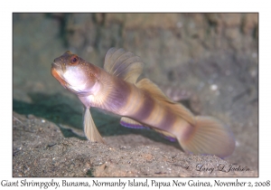 Giant Shrimpgoby