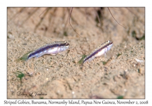 Striped Gobies