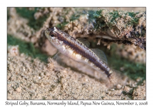 Striped Goby