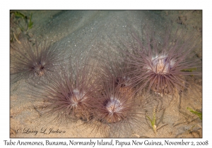 Tube Anemones