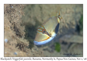 Blackpatch Triggerfish juvenile