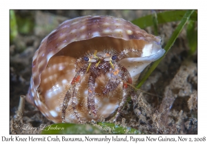 Dark Knee Hermit Crab