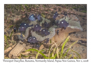 Threespot Dascyllus juveniles