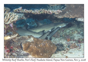 Whitetip Reef Shark