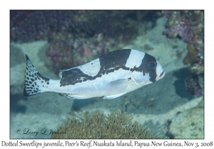 Dotted Sweetlips, large juvenile