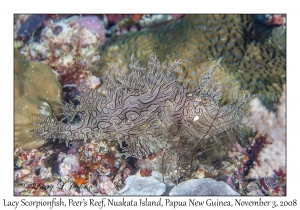 Lacy Scorpionfish