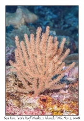 Sea Fan