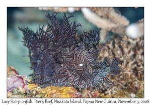 Lacy Scorpionfish