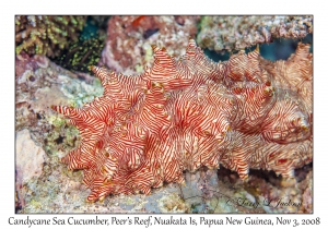 Candycane Sea Cucumber