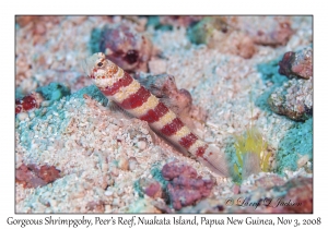 Gorgeous Shrimpgoby