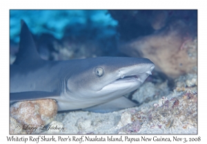 Whitetip Reef Shark