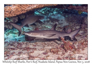 Whitetip Reef Sharks