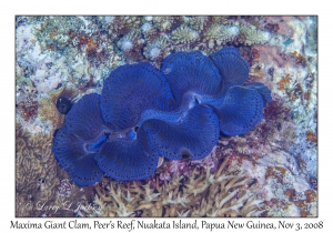 Maxima Giant Clam