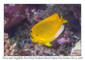 Three-spot Angelfish