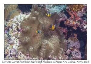 Merten's Carpet Anemone