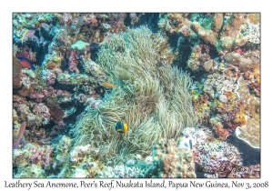 Leathery Sea Anemone