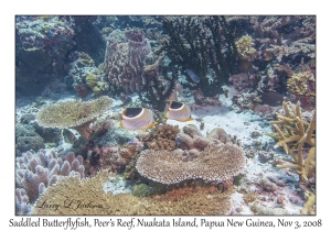 Saddled Butterflyfish