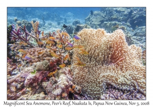 Magnificent Sea Anemone