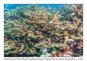 Hard Coral Habitat