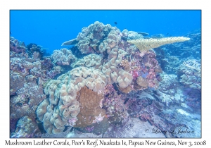 Mushroom Leather Coral