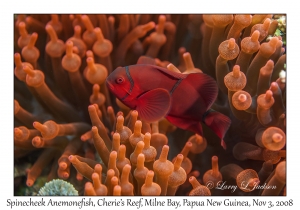 Spinecheek Anemonefish