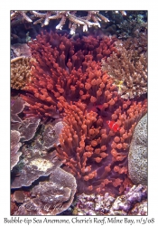 Bubble-tip Sea Anemone