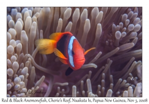 Red & Black Anemonefish