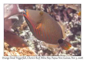 Orange-lined Triggerfish