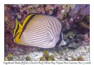 Vagabond Butterflyfish